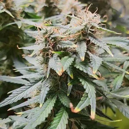 Apple Fritter [Auto #1]