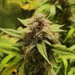 Apple Fritter [Auto #2]