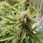 Apple Fritter [Auto #2]