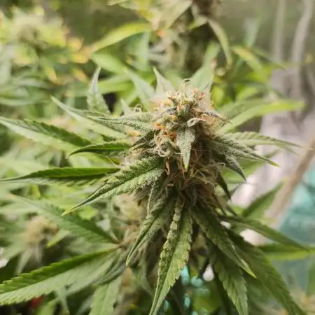 Apple Fritter [Auto #2]