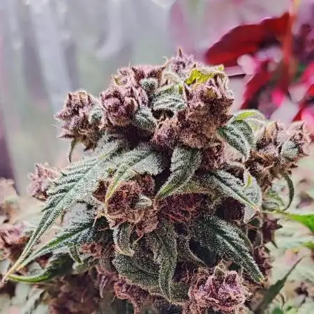 Lemon Cherry Cookies [Automatic]