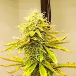 Apple Fritter [Auto #3]