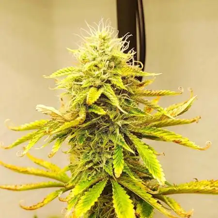 Apple Fritter [Auto #3]
