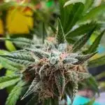 Apple Fritter [Auto #2]