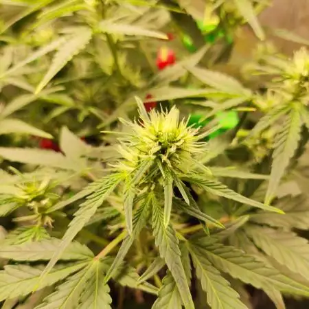 Apple Fritter [Auto #1]