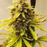 Apple Fritter [Auto #3]