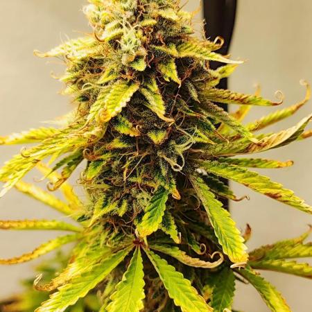 Apple Fritter [Auto #3]