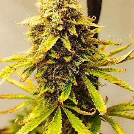 Apple Fritter [Auto #3]