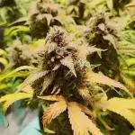 Apple Fritter [Auto #2]