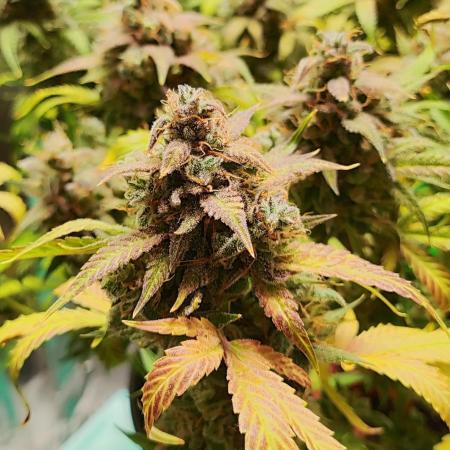 Apple Fritter [Auto #2]