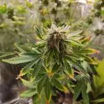 Apple Fritter [Auto #3]