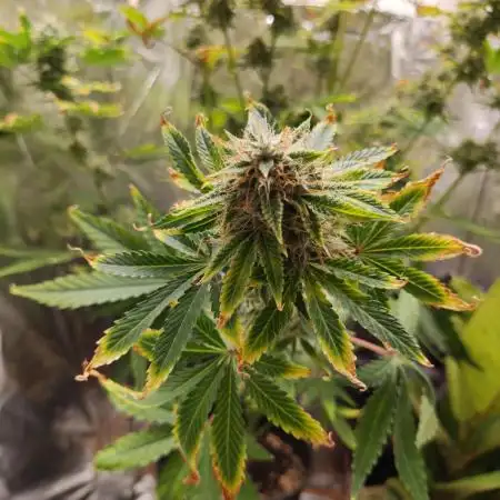 Apple Fritter [Auto #3]