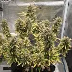 First Grow - Gorilla Cookies Auto