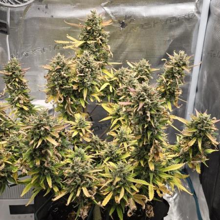 First Grow - Gorilla Cookies Auto