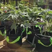 Dirty Deeds (Feminized) - Raw Genetics