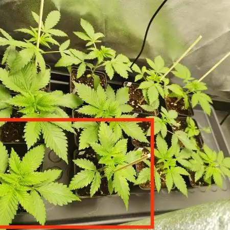 FARMBROS 700W LED & Purple Kush Grow