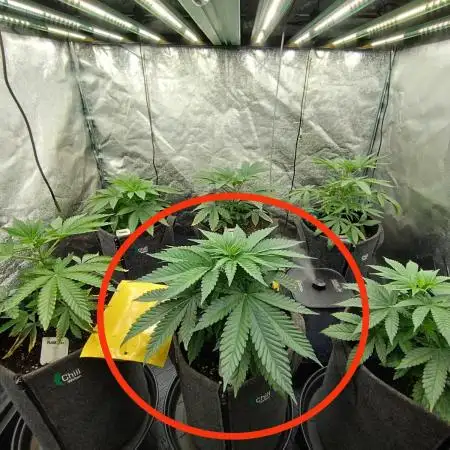 FARMBROS 700W LED & Purple Kush Grow