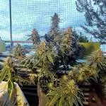 FARMBROS 700W LED & Purple Kush Grow