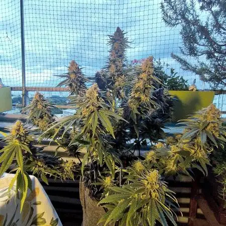 FARMBROS 700W LED & Purple Kush Grow