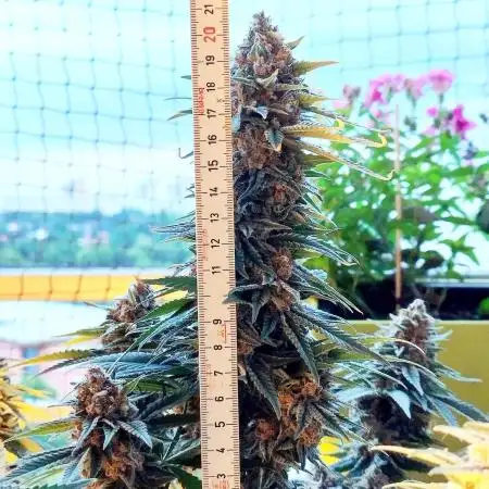 FARMBROS 700W LED & Purple Kush Grow