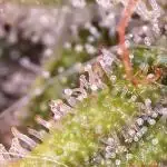 FARMBROS 700W LED & Purple Kush Grow