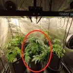 FARMBROS 700W LED & Purple Kush Grow