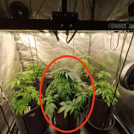 FARMBROS 700W LED & Purple Kush Grow