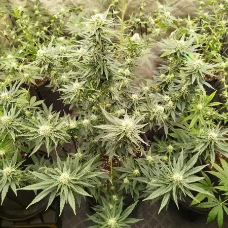 FARMBROS 700W LED & Purple Kush Grow
