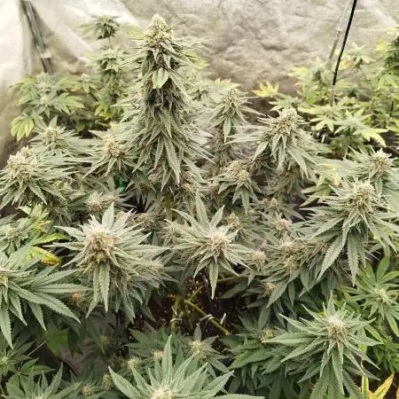 FARMBROS 700W LED & Purple Kush Grow
