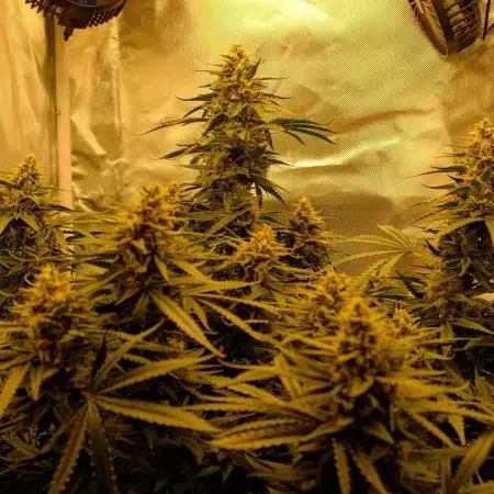 LIL ZKITTZ 😱💪