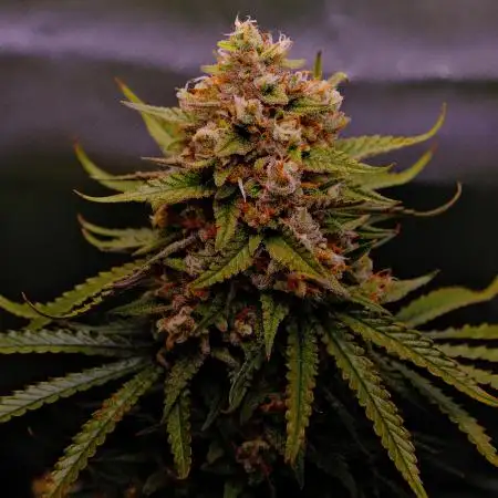 LiL ZKiTTLZz 💪😱