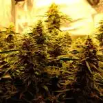 LiL ZKiTTLZ 💪😱