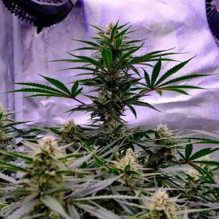 LIL ZKITTZ 😱💪