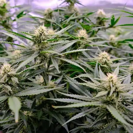 LIL ZKITTZ 😱💪