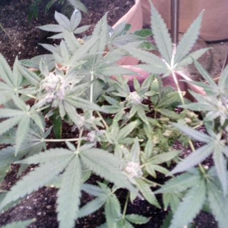 ZKITTLEZ