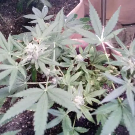 ZKITTLEZ