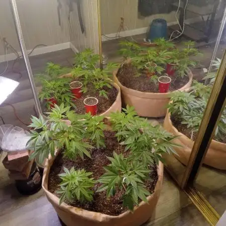 ZKITTLEZ