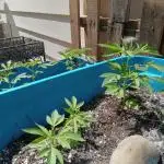 ZKITTLEZ