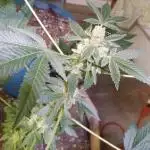 ZKITTLEZ