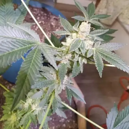 ZKITTLEZ