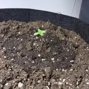 Ganja Farmer RS11 (C)