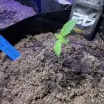 Fast Buds