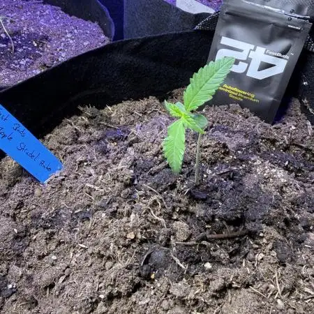 Fast Buds
