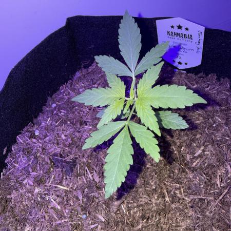 Kannabia