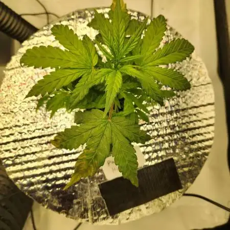 Purple Haze Auto 420FB