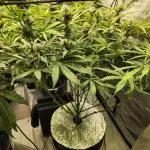 Z-Up Auto 420FB