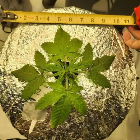 Z-Up Auto 420FB
