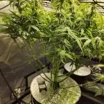 Trainwreck Auto 420FB