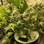 Purple Haze Auto 420FB