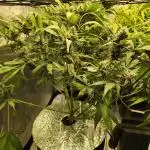 Frostbanger Auto 420FB